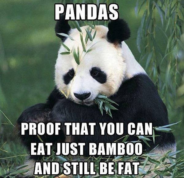 09 28 Panda bamboo fat